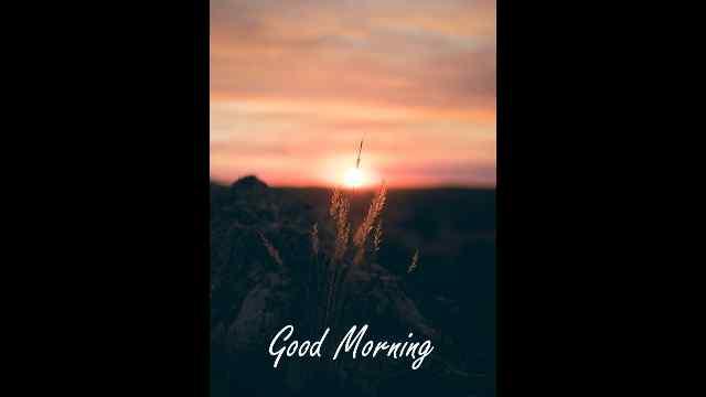 Whatsapp video status